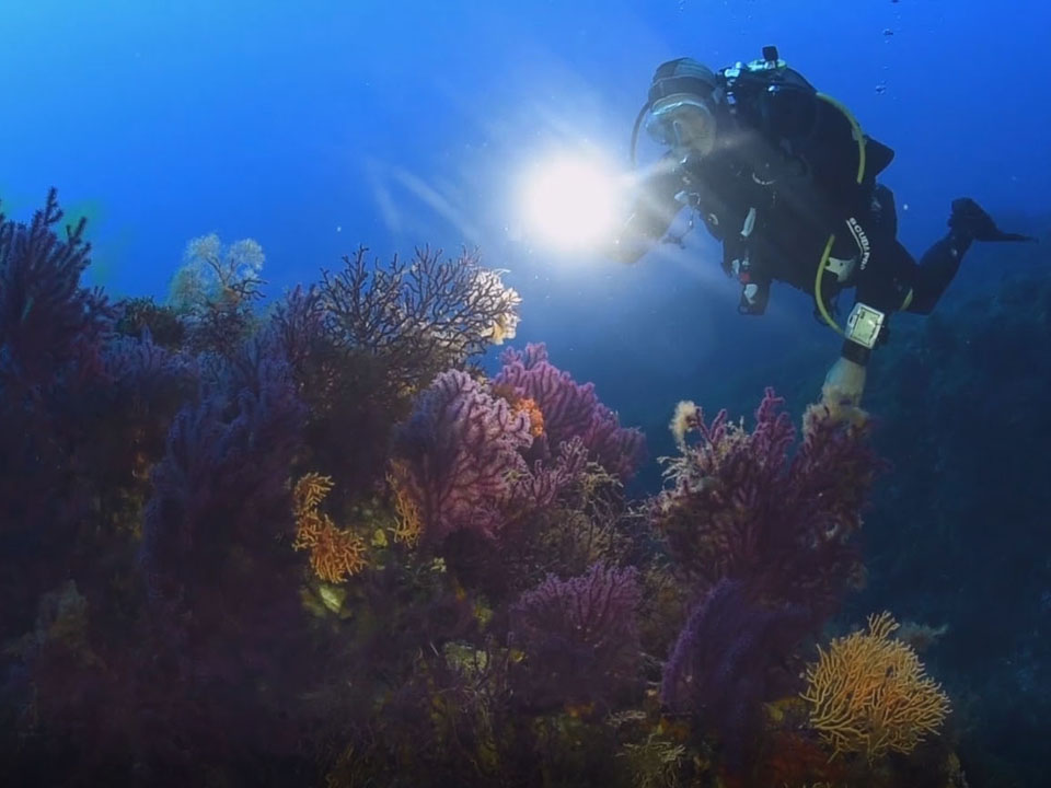 Exploration Port Fréjus Plongée