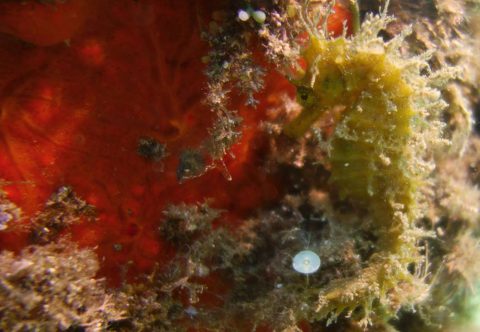hippocampe port Fréjus plongée